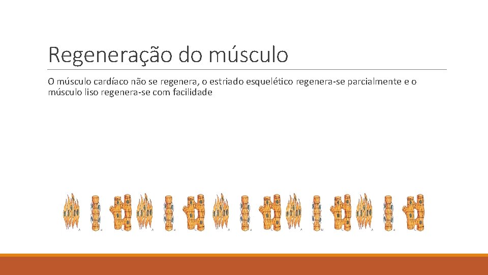 Regeneração do músculo O músculo cardíaco não se regenera, o estriado esquelético regenera-se parcialmente
