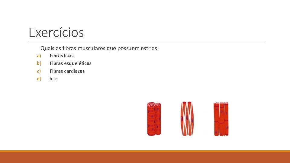 Exercícios Quais as fibras musculares que possuem estrias: a) b) c) d) Fibras lisas