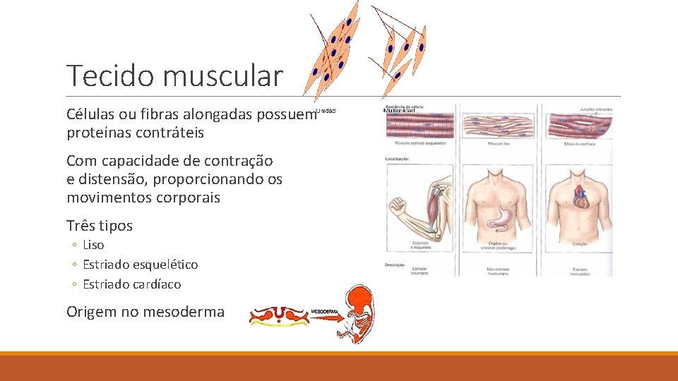 Tecido muscular Células ou fibras alongadas possuem proteínas contráteis Com capacidade de contração e