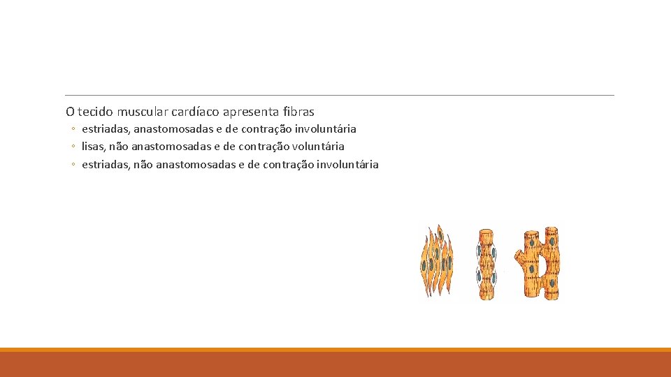 O tecido muscular cardíaco apresenta fibras ◦ estriadas, anastomosadas e de contração involuntária ◦