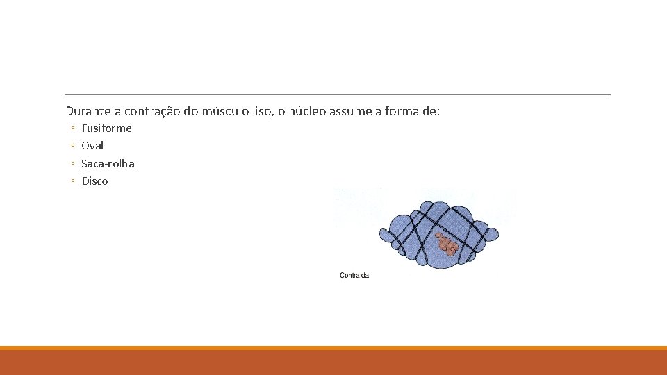Durante a contração do músculo liso, o núcleo assume a forma de: ◦ ◦