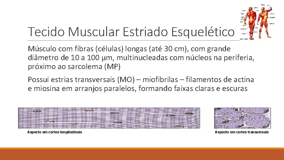 Tecido Muscular Estriado Esquelético Músculo com fibras (células) longas (até 30 cm), com grande