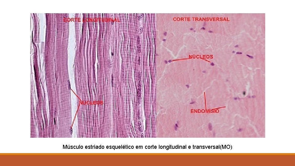 Músculo estriado esquelético em corte longitudinal e transversal(MO) 