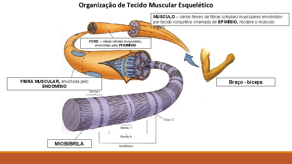Histologia do Tecido Muscular VERA REGINA MEDEIROS ANDRADE