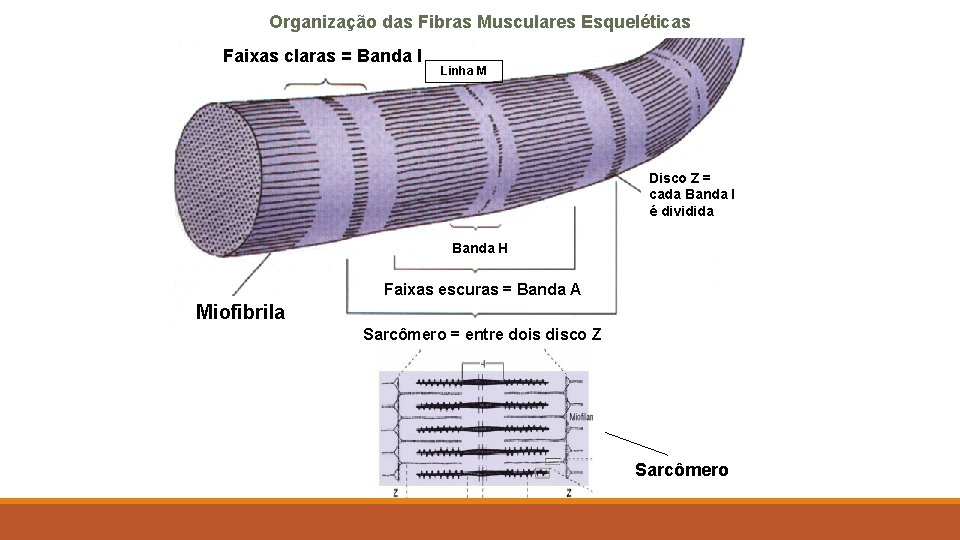 Organização das Fibras Musculares Esqueléticas Faixas claras = Banda I Linha M Disco Z