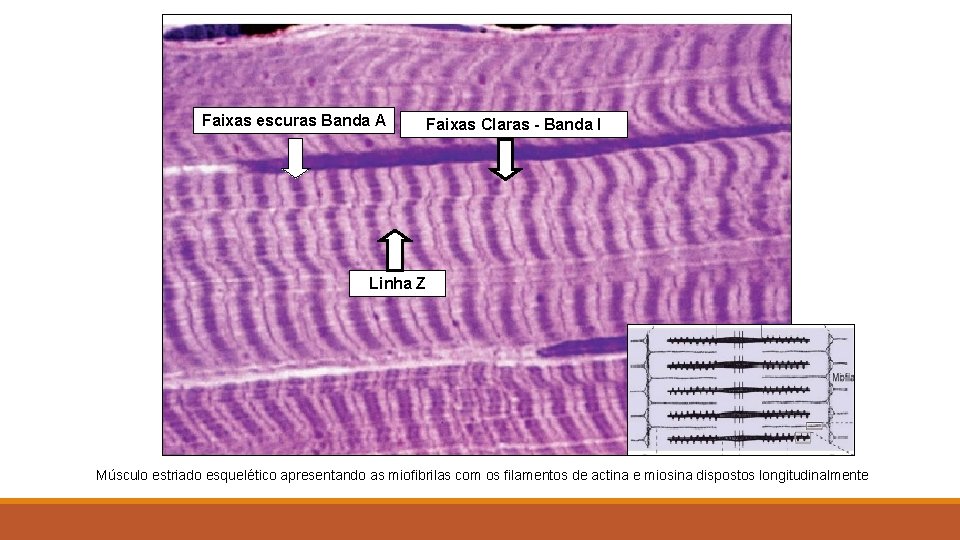Faixas escuras Banda A Faixas Claras - Banda I Linha Z Músculo estriado esquelético
