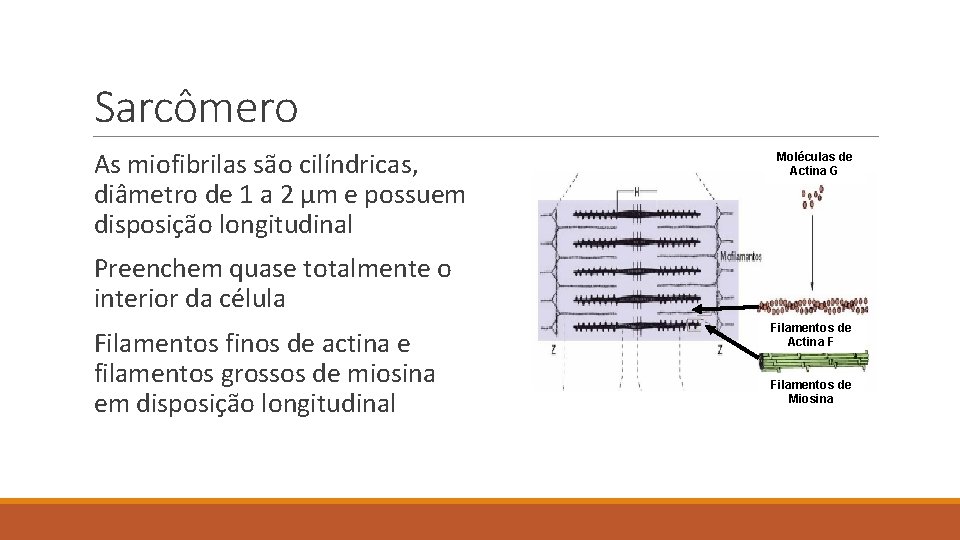 Sarcômero As miofibrilas são cilíndricas, diâmetro de 1 a 2 µm e possuem disposição