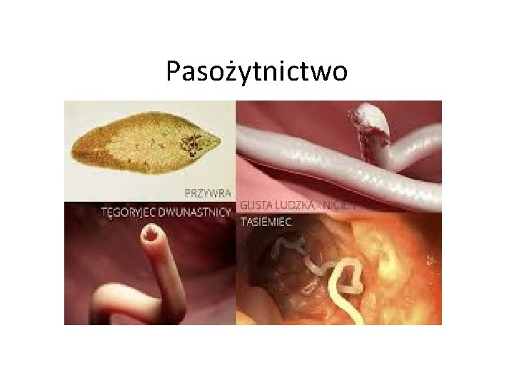 Na Czym Polega Pasożytnictwo