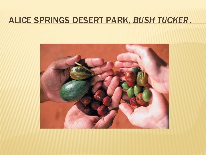 ALICE SPRINGS DESERT PARK, BUSH TUCKER. 