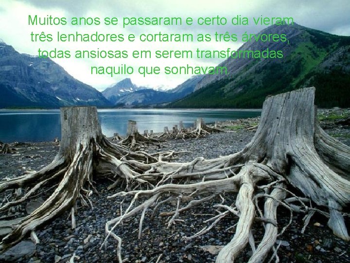 Muitos anos se passaram e certo dia vieram três lenhadores e cortaram as três