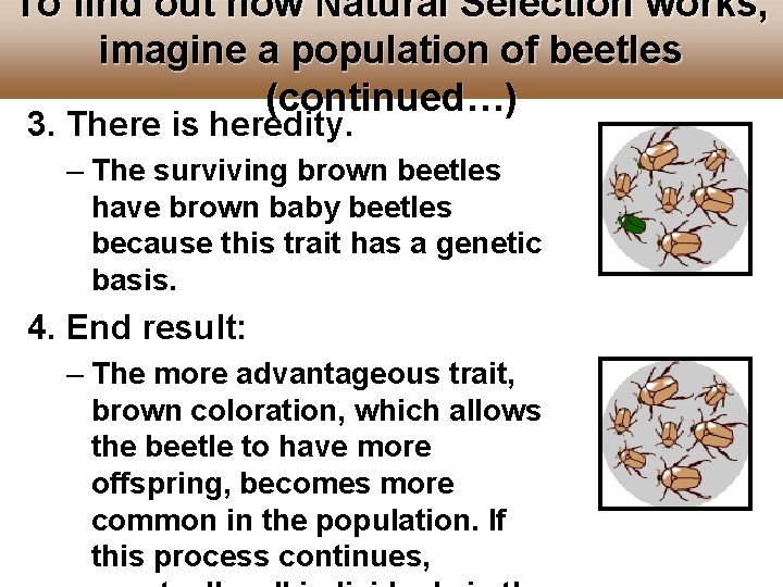 To find out how Natural Selection works, imagine a population of beetles (continued…) 3. To find out how Natural Selection works, imagine a population of beetles (continued…) 3.