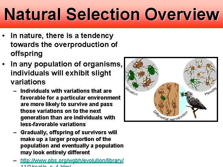 Natural Selection Overview • In nature, there is a tendency towards the overproduction of Natural Selection Overview • In nature, there is a tendency towards the overproduction of