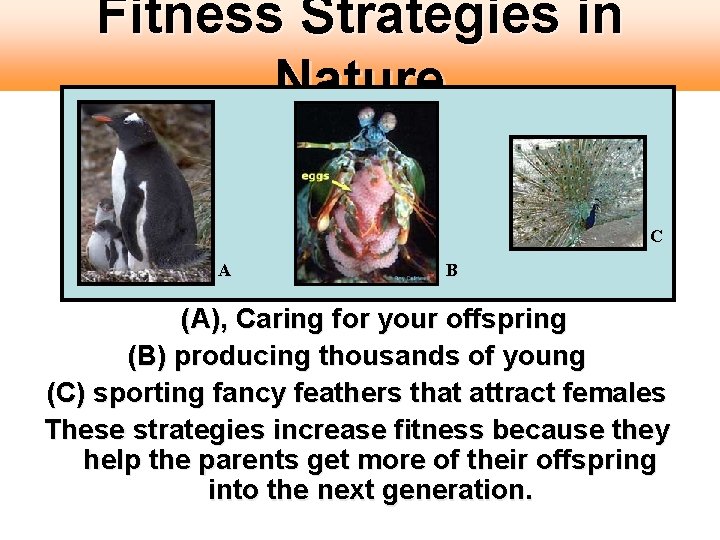 Fitness Strategies in Nature C A B (A), Caring for your offspring (B) producing Fitness Strategies in Nature C A B (A), Caring for your offspring (B) producing