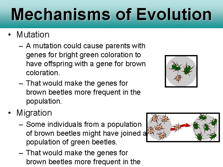 Mechanisms of Evolution • Mutation – A mutation could cause parents with genes for Mechanisms of Evolution • Mutation – A mutation could cause parents with genes for