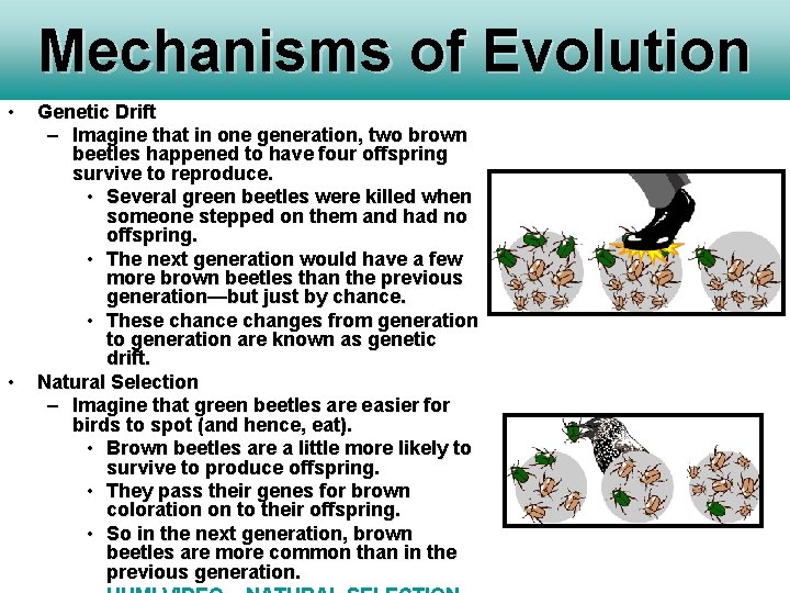 Mechanisms of Evolution • • Genetic Drift – Imagine that in one generation, two Mechanisms of Evolution • • Genetic Drift – Imagine that in one generation, two