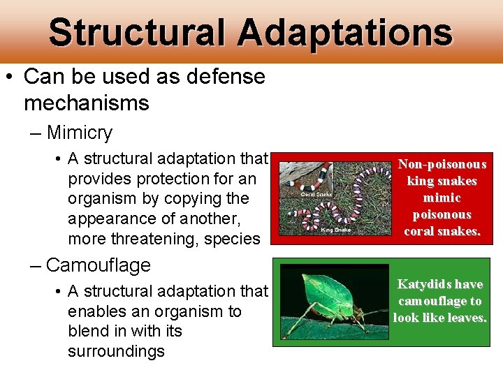 Structural Adaptations • Can be used as defense mechanisms – Mimicry • A structural Structural Adaptations • Can be used as defense mechanisms – Mimicry • A structural
