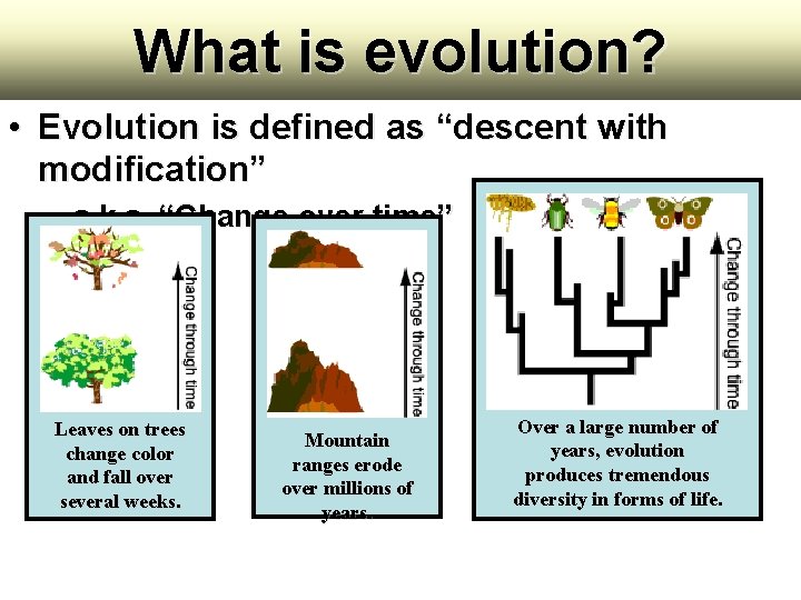 What is evolution? • Evolution is defined as “descent with modification” – a. k. What is evolution? • Evolution is defined as “descent with modification” – a. k.