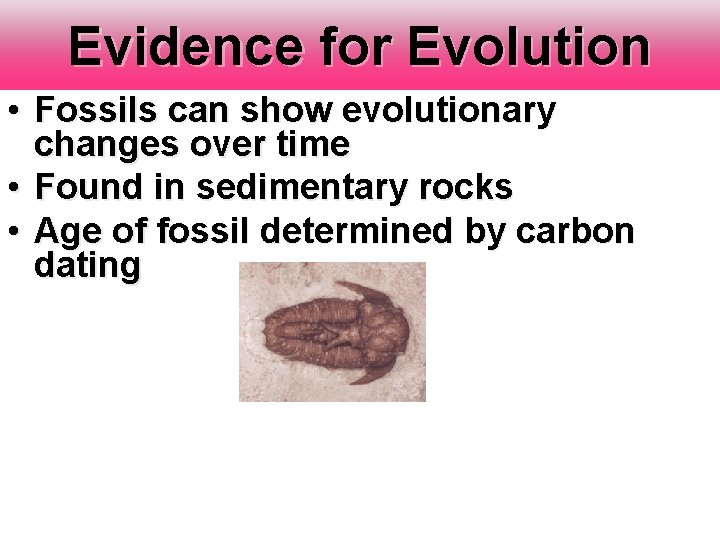 Evidence for Evolution • Fossils can show evolutionary changes over time • Found in Evidence for Evolution • Fossils can show evolutionary changes over time • Found in
