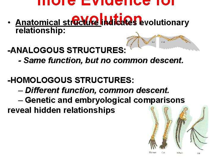 more Evidence for evolution • Anatomical structure indicates evolutionary relationship: -ANALOGOUS STRUCTURES: - Same more Evidence for evolution • Anatomical structure indicates evolutionary relationship: -ANALOGOUS STRUCTURES: - Same