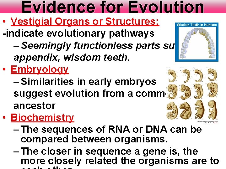 Evidence for Evolution • Vestigial Organs or Structures: -indicate evolutionary pathways – Seemingly functionless Evidence for Evolution • Vestigial Organs or Structures: -indicate evolutionary pathways – Seemingly functionless