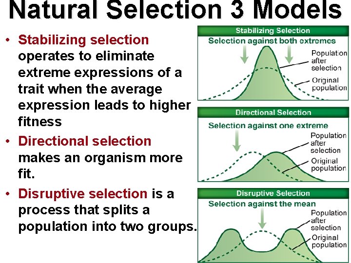 Natural Selection 3 Models • Stabilizing selection operates to eliminate extreme expressions of a Natural Selection 3 Models • Stabilizing selection operates to eliminate extreme expressions of a