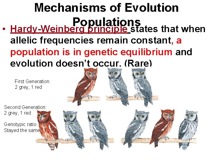 Mechanisms of Evolution Populations • Hardy-Weinberg principle states that when allelic frequencies remain constant, Mechanisms of Evolution Populations • Hardy-Weinberg principle states that when allelic frequencies remain constant,