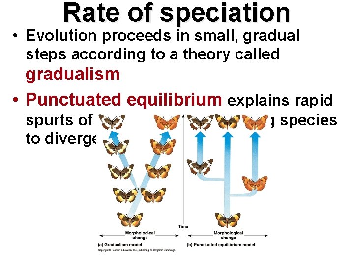 Rate of speciation • Evolution proceeds in small, gradual steps according to a theory Rate of speciation • Evolution proceeds in small, gradual steps according to a theory