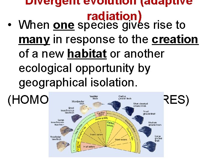 Divergent evolution (adaptive radiation) • When one species gives rise to many in response Divergent evolution (adaptive radiation) • When one species gives rise to many in response