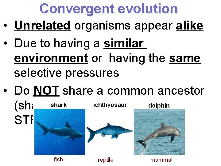 Convergent evolution • Unrelated organisms appear alike • Due to having a similar environment Convergent evolution • Unrelated organisms appear alike • Due to having a similar environment
