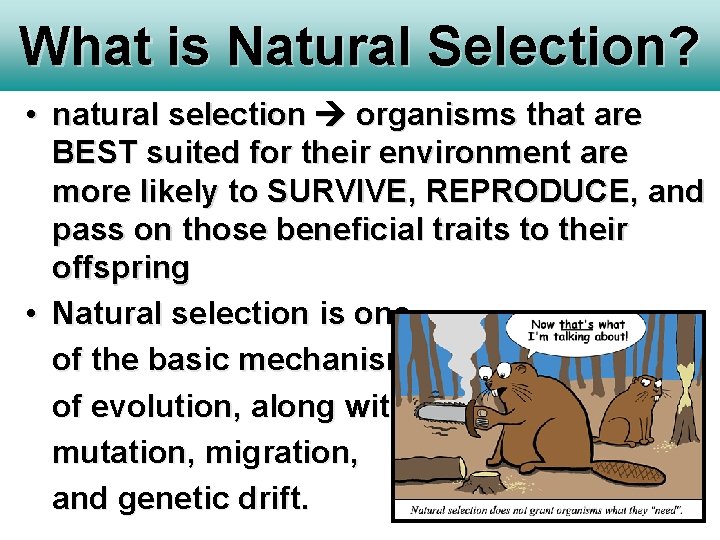 What is Natural Selection? • natural selection organisms that are BEST suited for their What is Natural Selection? • natural selection organisms that are BEST suited for their
