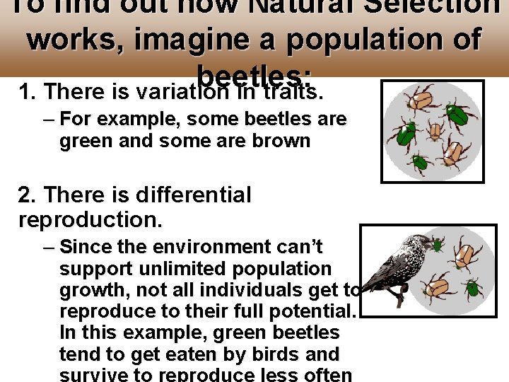 To find out how Natural Selection works, imagine a population of beetles: 1. There To find out how Natural Selection works, imagine a population of beetles: 1. There