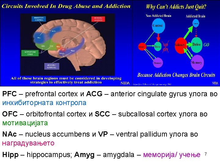 PFC – prefrontal cortex и ACG – anterior cingulate gyrus улога во инхибиторната контрола