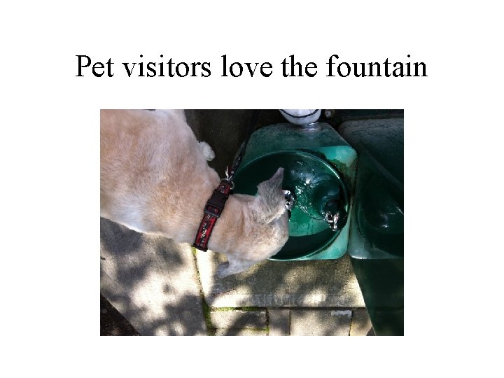 Pet visitors love the fountain 