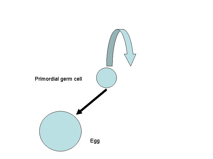 Primordial germ cell Egg 