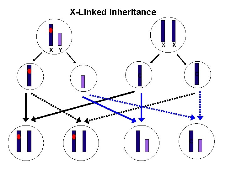 X-Linked Inheritance X X Y X C C C 