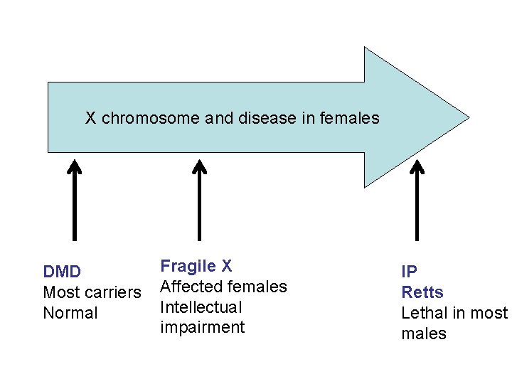 X chromosome and disease in females DMD Most carriers Normal Fragile X Affected females