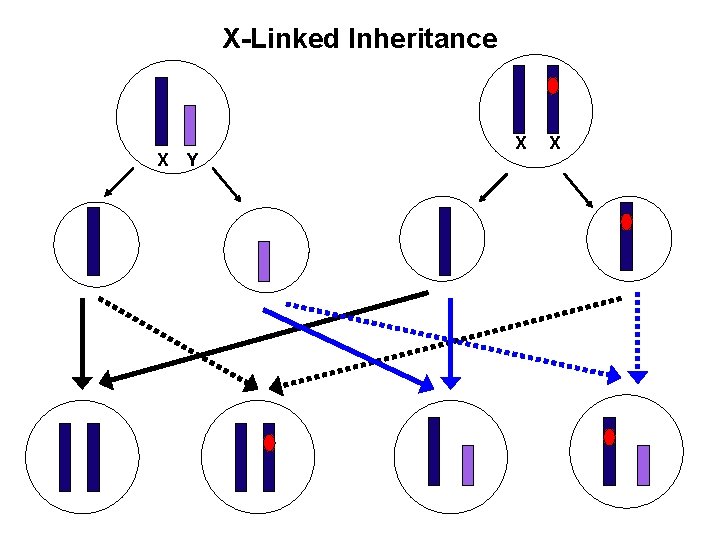 X-Linked Inheritance X Y X X 