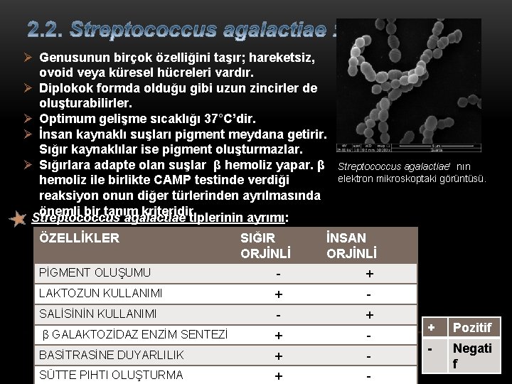 Ø Genusunun birçok özelliğini taşır; hareketsiz, ovoid veya küresel hücreleri vardır. Ø Diplokok formda