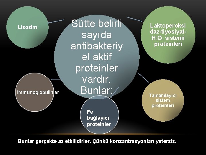 Lisozim immunoglobulinler Sütte belirli sayıda antibakteriy el aktif proteinler vardır. Bunlar: Laktoperoksi daz-tiyosiyat. H