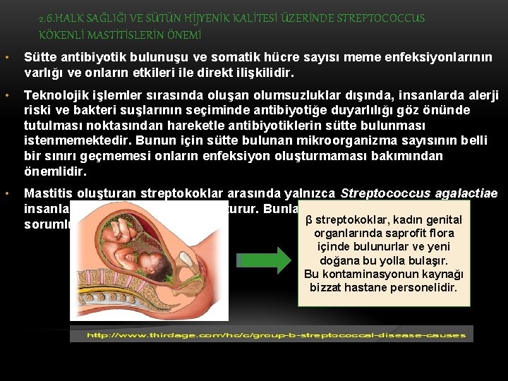 2. 6. HALK SAĞLIĞI VE SÜTÜN HİJYENİK KALİTESİ ÜZERİNDE STREPTOCOCCUS KÖKENLİ MASTİTİSLERİN ÖNEMİ •