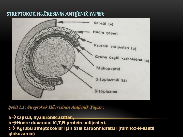 Şekil 1. 1: Streptokok Hücresinin Antijenik Yapısı : a kapsül, hyalüronik asitten, b Hücre