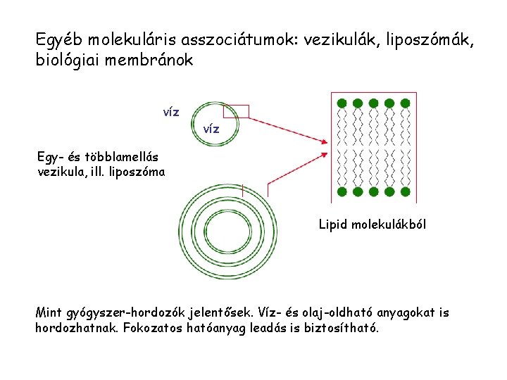 Egyéb molekuláris asszociátumok: vezikulák, liposzómák, biológiai membránok víz Egy- és többlamellás vezikula, ill. liposzóma