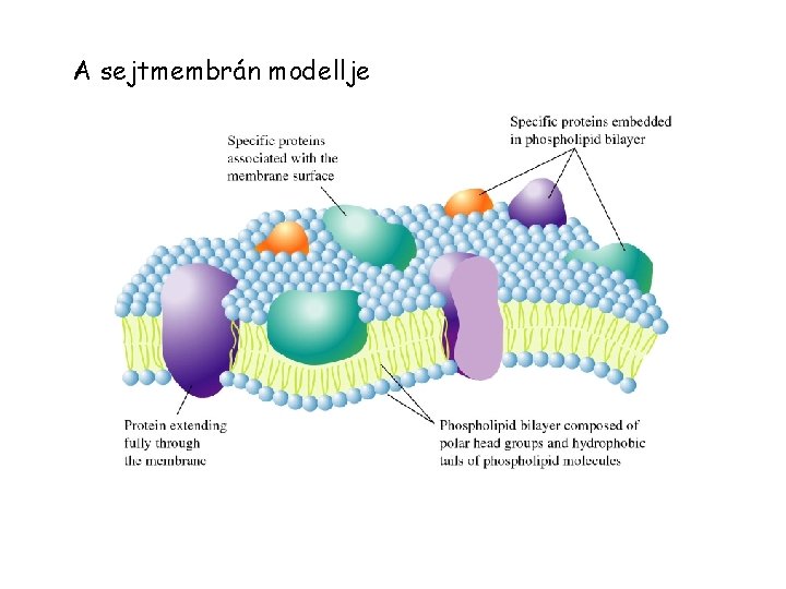 A sejtmembrán modellje 