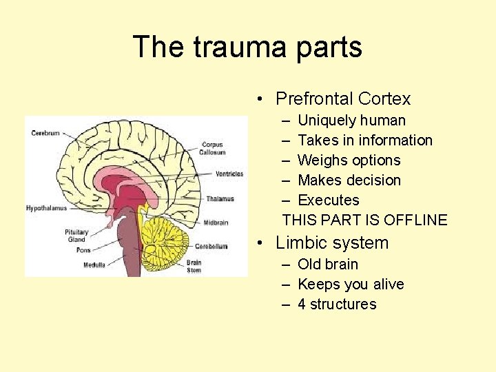 The trauma parts • Prefrontal Cortex – Uniquely human – Takes in information –