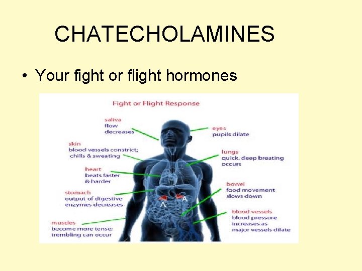 CHATECHOLAMINES • Your fight or flight hormones 