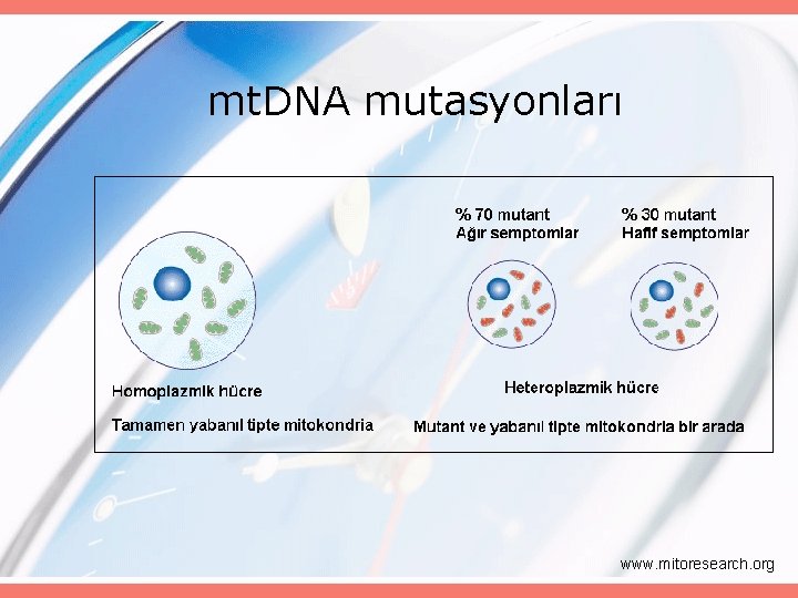 mt. DNA mutasyonları www. mitoresearch. org 