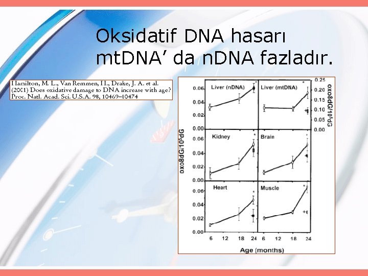 Oksidatif DNA hasarı mt. DNA’ da n. DNA fazladır. 