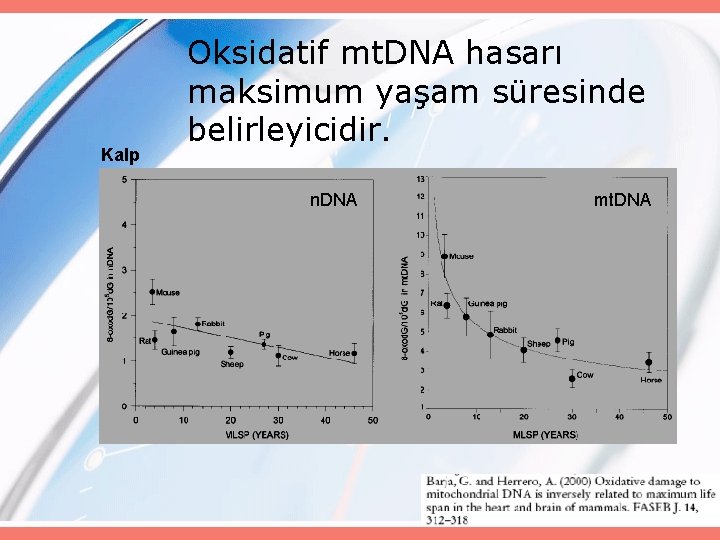 Kalp Oksidatif mt. DNA hasarı maksimum yaşam süresinde belirleyicidir. n. DNA mt. DNA 