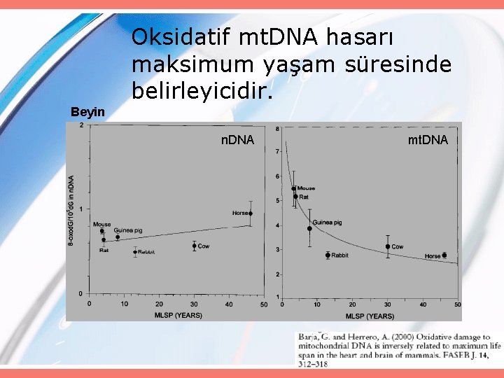 Oksidatif mt. DNA hasarı maksimum yaşam süresinde belirleyicidir. Beyin n. DNA mt. DNA 