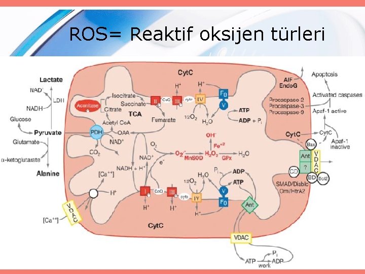 ROS= Reaktif oksijen türleri 